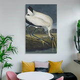 REDCHAMBER Poster d'oiseau américain John James Audubon Cigogne Décoration d'intérieur Poster Art mural à suspendre Peinture décorative Affiches 60 x 90 cm