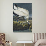 REDCHAMBER Poster d'oiseau américain John James Audubon Cigogne Décoration d'intérieur Poster Art mural à suspendre Peinture décorative Affiches 60 x 90 cm