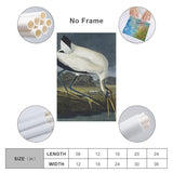 REDCHAMBER Poster d'oiseau américain John James Audubon Cigogne Décoration d'intérieur Poster Art mural à suspendre Peinture décorative Affiches 60 x 90 cm