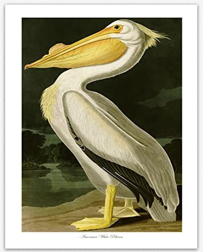 American White Pelican by John Audubon Bird Poster Bird Print Bird Decor Wildlife Kitchen Print Wildlife Illustration Pelican Print (40cm x 50cm)