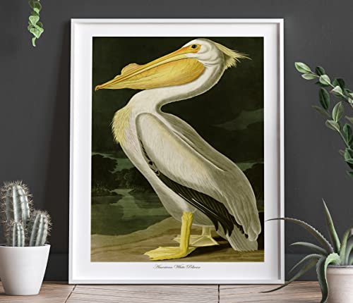 American White Pelican by John Audubon Bird Poster Bird Print Bird Decor Wildlife Kitchen Print Wildlife Illustration Pelican Print (40cm x 50cm)